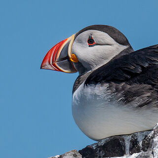 Farne Islands - Puffin